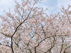 -上海滨江森林公园