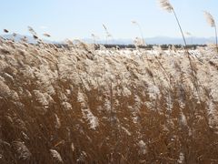-野鸭湖国家湿地公园