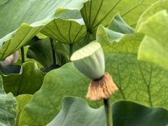 -白鹭湾湿地公园