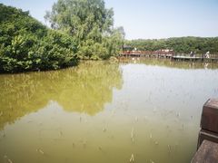 -大湾区中央湿地公园
