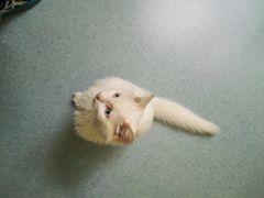 -瑞鹏宠物医院·爱宠堂·骨外专科(西荷分院)