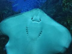 -芜湖新华联大白鲸海洋公园