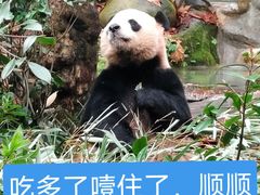 -熊猫谷