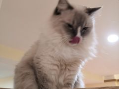-滚猫咖啡·猫咖·猫友好撸猫(未来城店)
