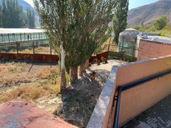 -新疆天山野生动物园