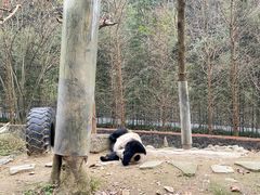 -都江堰中华大熊猫苑