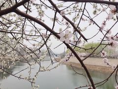 -桃花堤公园