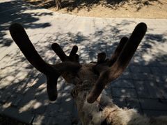 -北京鹿世界主题园