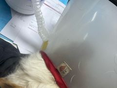 -伟伟宠物医院·CT影像中心·瑞派犬猫综合性门诊(汉口总院)