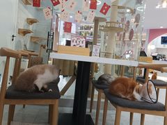 -喵园·猫主题咖啡厅·撸猫·猫咖(国贸店)