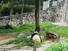 -都江堰中华大熊猫苑