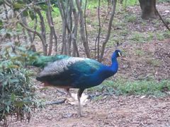 -华雅花园大酒店