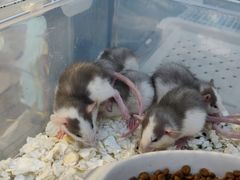 -萌兽医馆·眼科·异宠专科(三里屯店)