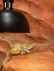 -Zoolung Zoolung动物主题公园(海信广场店)