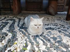 -喵屿·大理花园猫咖