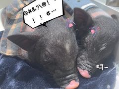 -怪兽屋·羊驼·猫咖·狗咖(俊华广场店)