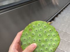 -孙奶奶葱包桧