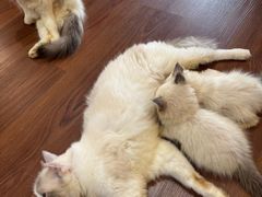 -楼上猫咖(罗湖店)