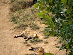 -西霞口神雕山野生动物世界