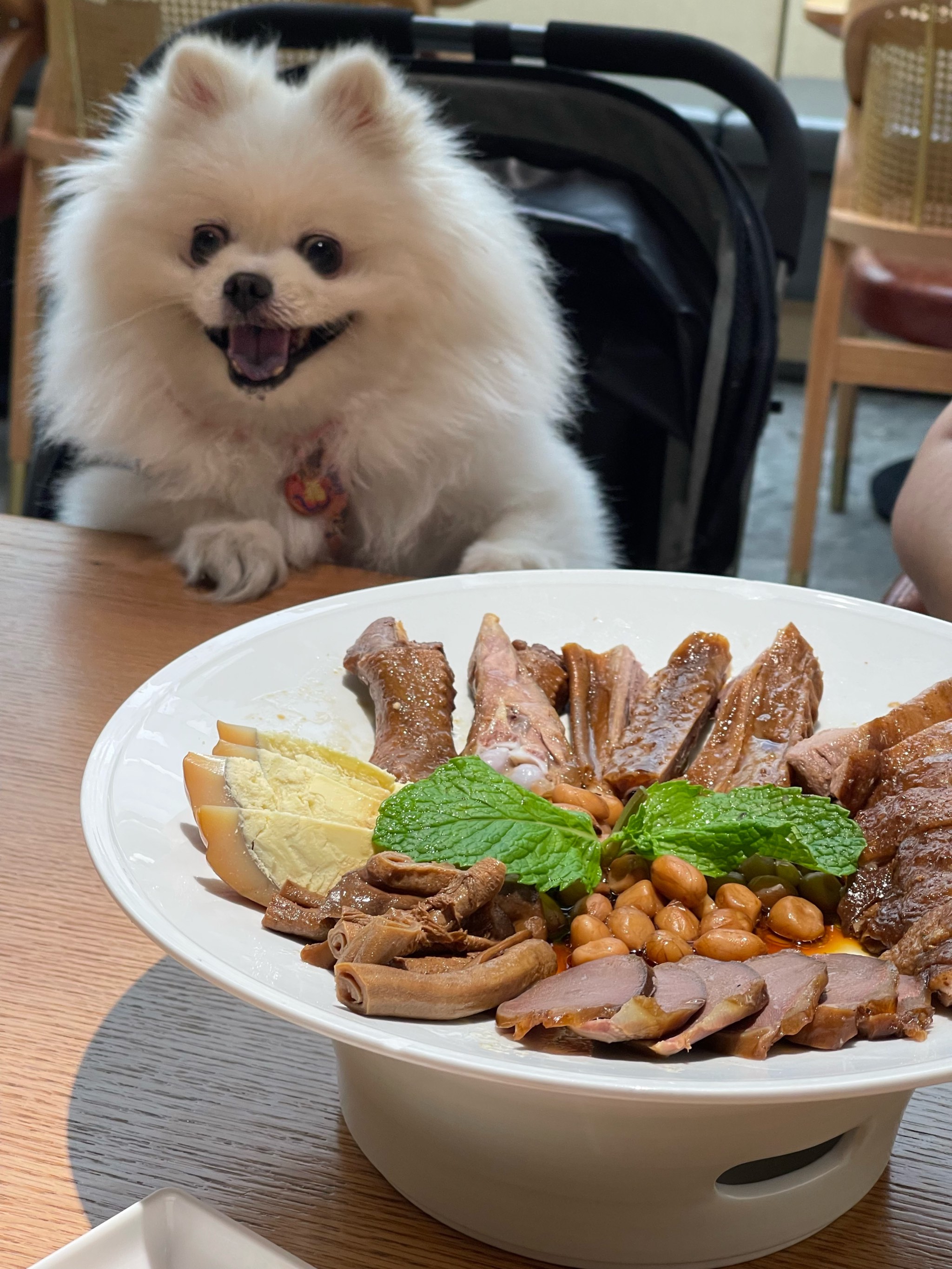 狗狗吃豪华大餐图片