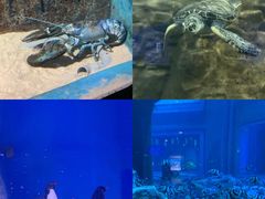 -大连老虎滩海洋公园