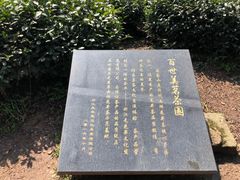 -龙井村