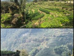 -杨家堂村