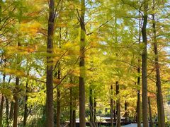 -昆山城市生态森林公园