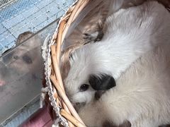 -毛绒耶耶撸宠馆·猫咖·狗咖·荷兰猪咖