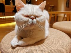 -猫腻·猫咖·撸猫馆(星光大道店)