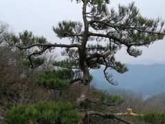 -牛背梁国家森林公园