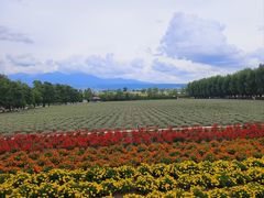 -富田农场