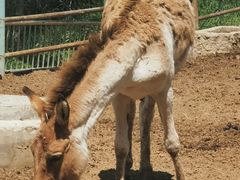 -青藏高原野生动物园