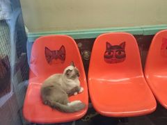 -猫咪博物馆(顶澳仔猫街店)