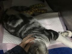 -伟伟宠物医院·CT影像中心·瑞派犬猫综合性门诊(汉口总院)