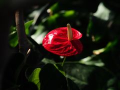 -北京植物园-展览温室