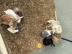 -季高兔窝窝亲子园(上海薰衣草公园店)