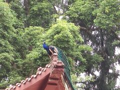 -都江堰普照寺
