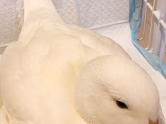 -怪兽屋·羊驼·猫咖·狗咖(俊华广场店)