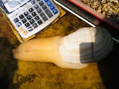 象拔蚌-黄沙水产交易市场