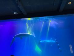 -芜湖新华联大白鲸海洋公园