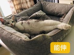 -袖虎·猫馆(体育西路店)