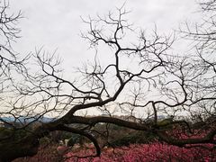 -无锡梅园公园