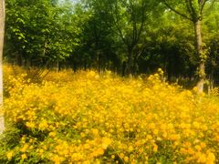 -永定河休闲森林公园