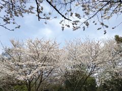 -武汉大学-樱园
