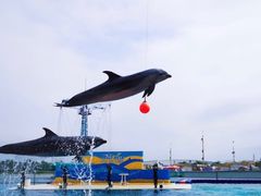 -秦皇岛乐岛海洋王国