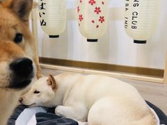 -柴迷FANS CLUB·柴犬狗咖·猫咖