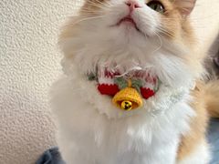 -Bastet sally猫舍购宠(静安店)