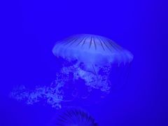 -香港海洋公园