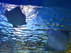 景点-华夏文旅海洋公园